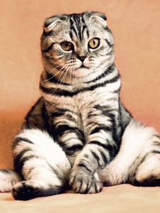 Preview wallpaper scottish fold, cat, sitting, cool, funny