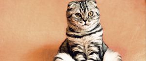 Preview wallpaper scottish fold, cat, sitting, cool, funny