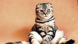 Preview wallpaper scottish fold, cat, sitting, cool, funny