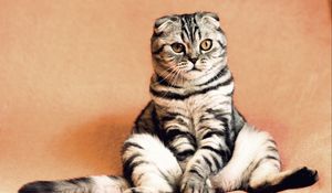 Preview wallpaper scottish fold, cat, sitting, cool, funny