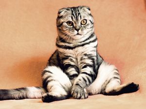 Preview wallpaper scottish fold, cat, sitting, cool, funny