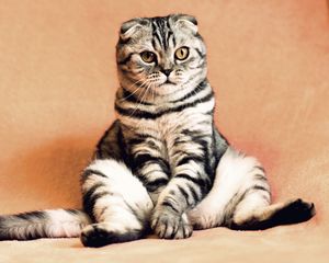 Preview wallpaper scottish fold, cat, sitting, cool, funny