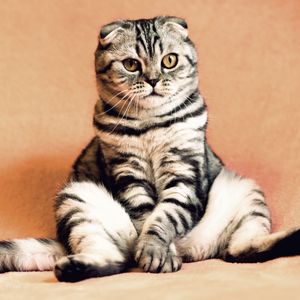 Preview wallpaper scottish fold, cat, sitting, cool, funny