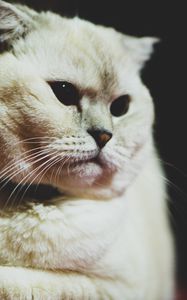 Preview wallpaper scottish fold, cat, white, pet, muzzle, glance, dark eyes