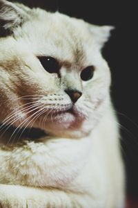 Preview wallpaper scottish fold, cat, white, pet, muzzle, glance, dark eyes