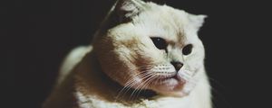 Preview wallpaper scottish fold, cat, white, pet, muzzle, glance, dark eyes