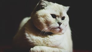 Preview wallpaper scottish fold, cat, white, pet, muzzle, glance, dark eyes