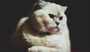 Preview wallpaper scottish fold, cat, white, pet, muzzle, glance, dark eyes