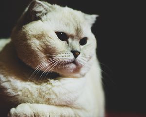 Preview wallpaper scottish fold, cat, white, pet, muzzle, glance, dark eyes