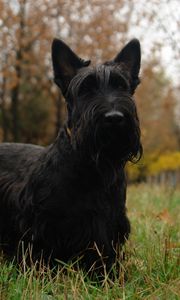 Preview wallpaper scottish terrier, grass, dog, walk