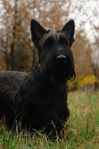 Preview wallpaper scottish terrier, grass, dog, walk