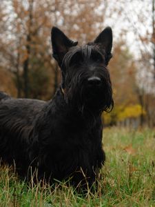 Preview wallpaper scottish terrier, grass, dog, walk