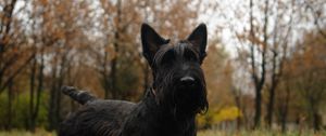 Preview wallpaper scottish terrier, grass, dog, walk