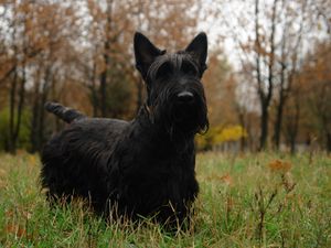 Preview wallpaper scottish terrier, grass, dog, walk