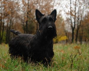 Preview wallpaper scottish terrier, grass, dog, walk