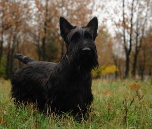 Preview wallpaper scottish terrier, grass, dog, walk