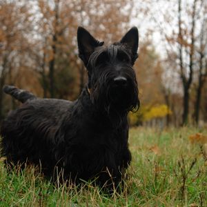 Preview wallpaper scottish terrier, grass, dog, walk