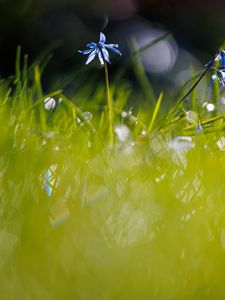 Preview wallpaper scylla, flower, petals, blur, macro