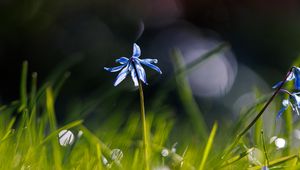 Preview wallpaper scylla, flower, petals, blur, macro