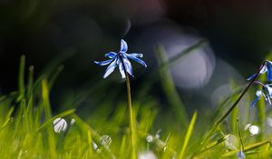 Preview wallpaper scylla, flower, petals, blur, macro