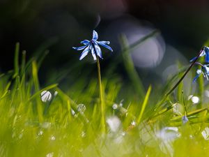 Preview wallpaper scylla, flower, petals, blur, macro