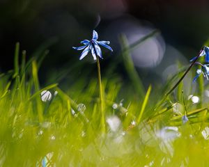 Preview wallpaper scylla, flower, petals, blur, macro