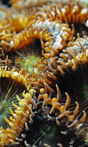 Preview wallpaper sea anemone, exotic, close-up