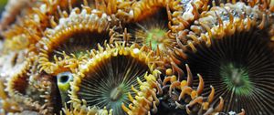 Preview wallpaper sea anemone, exotic, close-up