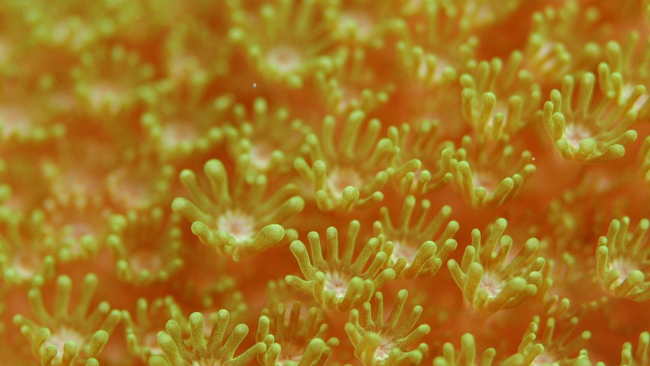 Wallpaper sea anemones, algae, underwater world