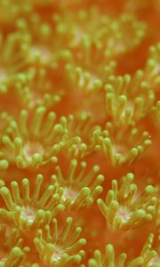 Preview wallpaper sea anemones, algae, underwater world