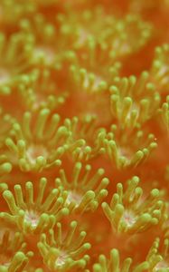 Preview wallpaper sea anemones, algae, underwater world