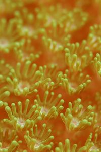 Preview wallpaper sea anemones, algae, underwater world