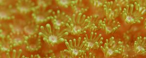 Preview wallpaper sea anemones, algae, underwater world