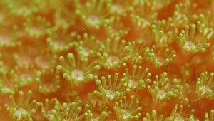 Preview wallpaper sea anemones, algae, underwater world