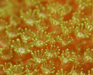 Preview wallpaper sea anemones, algae, underwater world