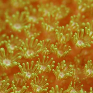 Preview wallpaper sea anemones, algae, underwater world