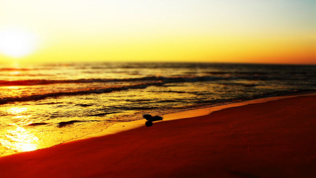 Wallpaper sea, beach, bird, sunset, waves