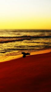 Preview wallpaper sea, beach, bird, sunset, waves