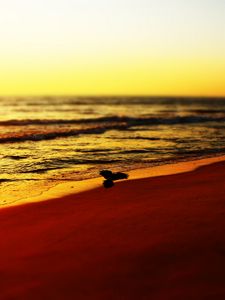 Preview wallpaper sea, beach, bird, sunset, waves