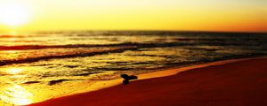 Preview wallpaper sea, beach, bird, sunset, waves