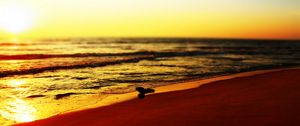 Preview wallpaper sea, beach, bird, sunset, waves
