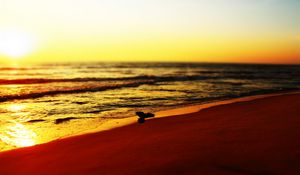 Preview wallpaper sea, beach, bird, sunset, waves