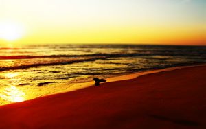 Preview wallpaper sea, beach, bird, sunset, waves