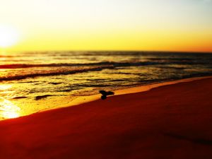 Preview wallpaper sea, beach, bird, sunset, waves