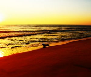 Preview wallpaper sea, beach, bird, sunset, waves