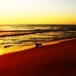 Preview wallpaper sea, beach, bird, sunset, waves