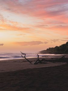 Preview wallpaper sea, beach, branches, dusk, nature