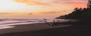 Preview wallpaper sea, beach, branches, dusk, nature
