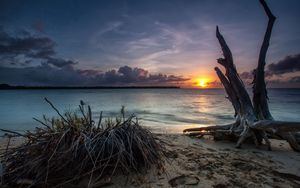 Preview wallpaper sea, beach, driftwood, sand