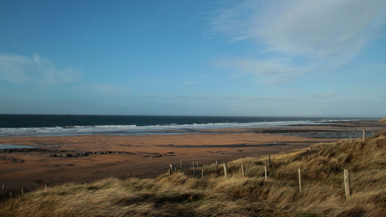 Wallpaper sea, beach, grass, wind